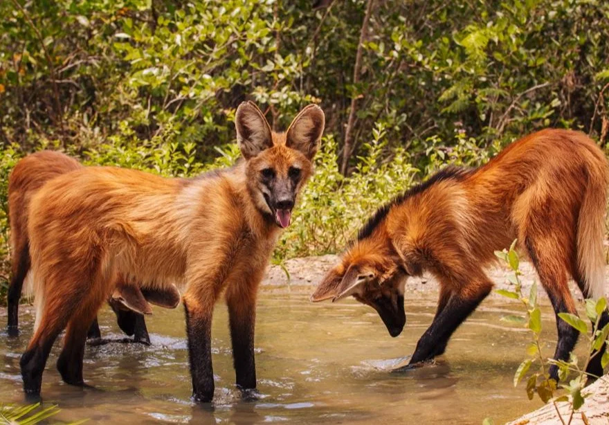 Lobos-guará ajudam a mapear corredores ecológicos na Serra do Rola-Moça em ação ligada à descaracterização de barragens da MGB