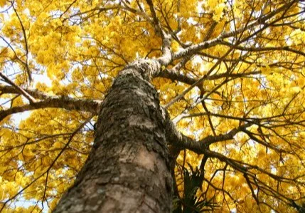 Estudo de flora identifica alta diversidade vegetal e ausência de espécies ameaçadas na área do projeto de descaracterização